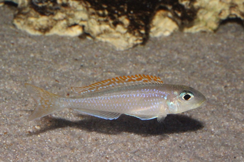 Xenotilapia flavipinnis 'Lyamembe'